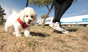 jasper_wen_running