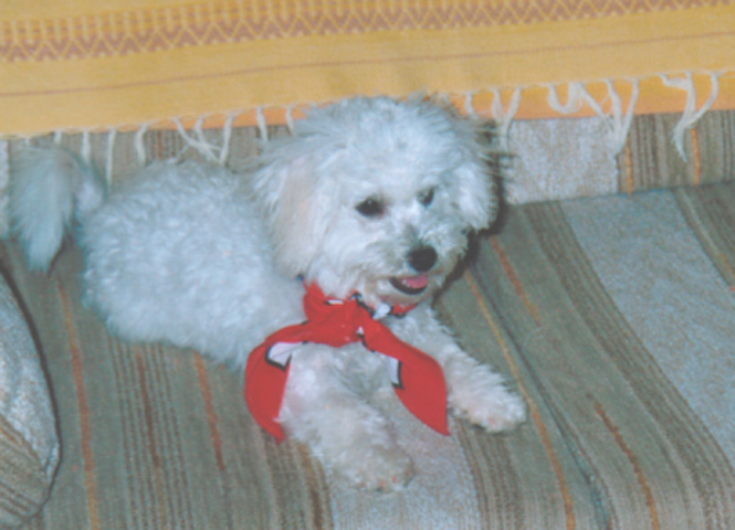 Disney Puppy