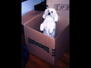Dizbox1