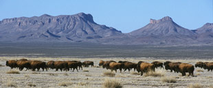 Armendaris-Ranch