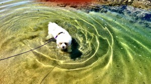 Tide pool man